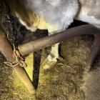 Monieccy policjanci zatrzymali mężczyznę. Zarzut znęcania się nad krowami