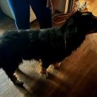 Policja w Katowicach odebrała dwa skrajnie wychudzone psy