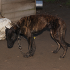 Zaniedbane psy na łańcuchu odebrane przez policję w gminie Raczki