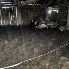 Monieccy policjanci zatrzymali mężczyznę. Zarzut znęcania się nad krowami