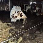 Monieccy policjanci zatrzymali mężczyznę. Zarzut znęcania się nad krowami