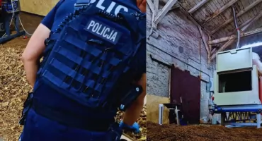 Policja rozbiła nielegalną fabrykę tytoniu w Kaliszu. Straty 4,5 mln zł