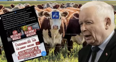 Obalamy propagandę PiS i lobbystów. Bezczelnie manipulują cenami bydła
