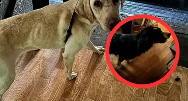 Katowice: Odebrano dwa skrajnie wychudzone psy. Właścicielce grozi więzienie