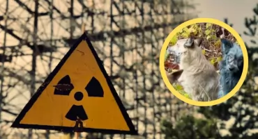 Tajemnica niebieskich psów z Czarnobyla. Skąd wziął się ich niezwykły kolor?