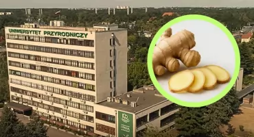 „Polski imbir” coraz bliżej. Uniwersytet Przyrodniczy w Poznaniu pracuje nad krajową odmianą korzenia