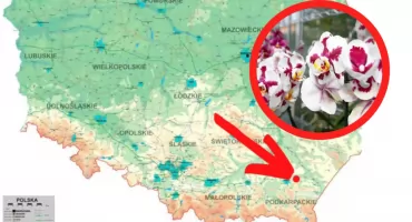 Storczykarnia Muzeum-Zamku w Łańcucie. Kwitną legendarne orchidee Potockich