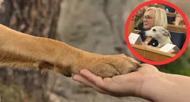 Dobrostan zwierząt w centrum debaty. Nowa deklaracja podczas Poznańskiego Kongresu Praw Zwierząt