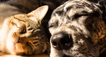 „Ogon Fest” w Szczecinie – schronisko organizuje mikołajkową akcję adopcyjną