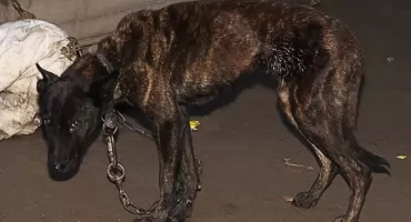 Interwencja dzielnicowych z Raczek. Zaniedbane psy na łańcuchu uratowane dzięki zgłoszeniu [ZDJĘCIA]