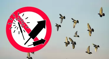 Fajerwerki szkodzą ptakom. Stres utrzymuje się nawet 10 dni