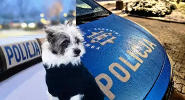 Martwe psy w Bolimowie. Policja odebrała 48 zwierząt z jednej posesji