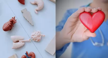 Rekord polskiej transplantologii. W 2025 r. przeszczepiono prawie 2300 narządów