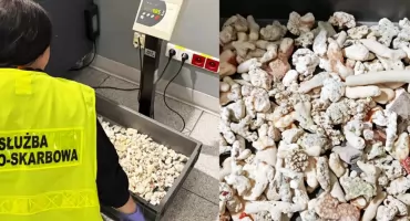Pamiątka z Seszeli skończyła się kontrolą na lotnisku Chopina w Warszawie. Zatrzymano 5 kg rafy koralowej
