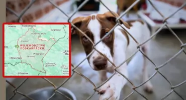 Kontrole schronisk na Podkarpaciu. Służby sprawdzają warunki zwierząt podczas mrozów