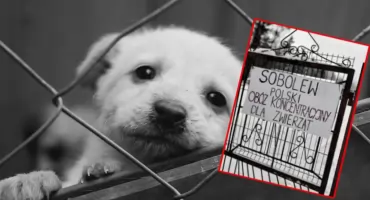 Kryzys bezdomnych zwierząt w Polsce. Schroniska pękają w szwach