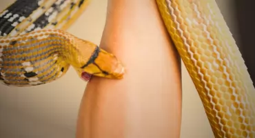 Plaga ukąszeń węży w Nigerii. Rośnie liczba zgonów