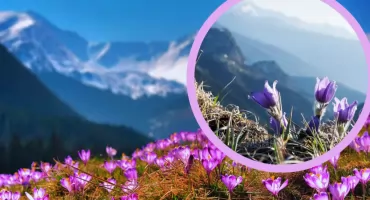 Wiosna w Tatrach 2026. Pierwsze krokusy już kwitną