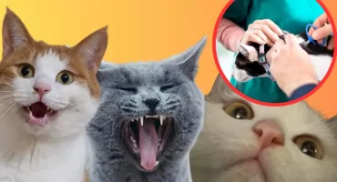 Obowiązkowa rejestracja kotów coraz bliżej. Rząd rozważa rozszerzenie przepisów