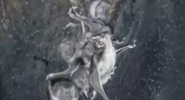 Nietoperze dostaną nowe domy. Powstaje wyjątkowa wieża