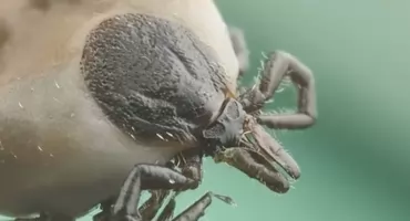 Nowy gatunek kleszczy w Polsce. Ich zachowanie zaskakuje naukowców