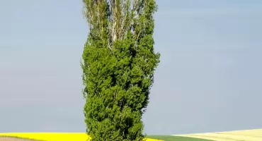 Deweloper a 120-letnie drzewo. Spór o topolę w Warszawie