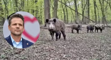 Rafał Trzaskowski ma problem: 3 tys. dzików w Warszawie