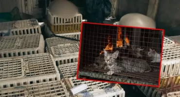 Ponad 400 kotów uratowanych przed śmiercią. Policja rozbiła przestępczą siatkę