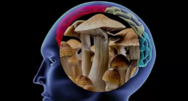 Jak psylocybina otwiera drzwi tam, gdzie medycyna rozkłada ręce. Grzyby leczą alzheimera?