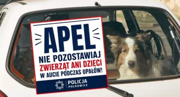 Pies zginął w rozgrzanym samochodzie w powiecie polkowickim. Właściciel stracił poczucie czasu